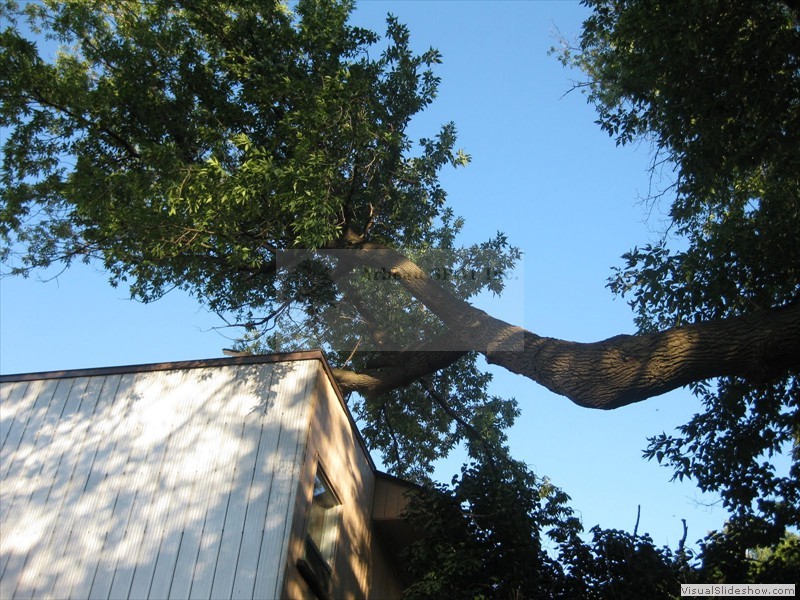 branche_sur_edifice01