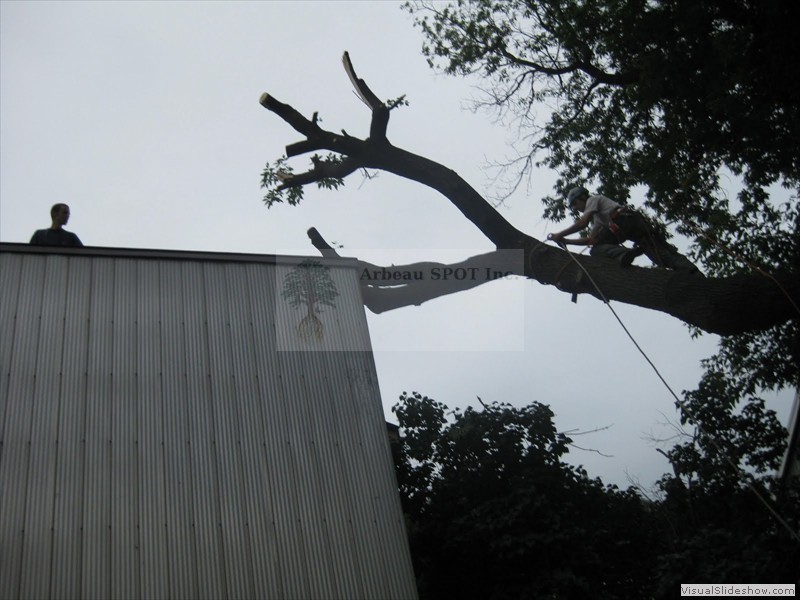 branche_sur_edifice02