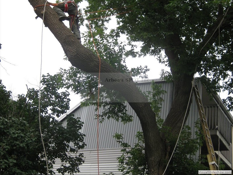 branche_sur_edifice03