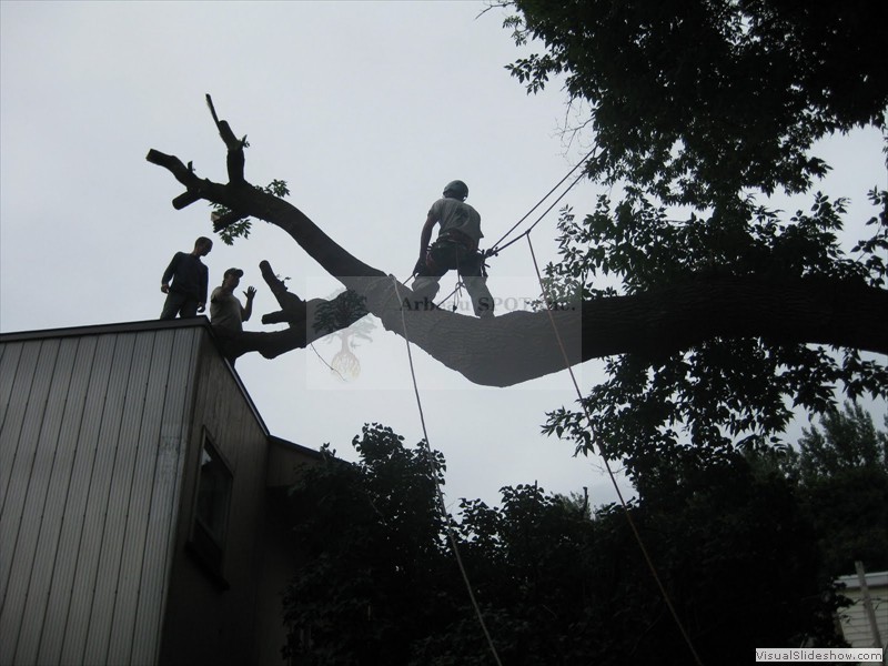 branche_sur_edifice04