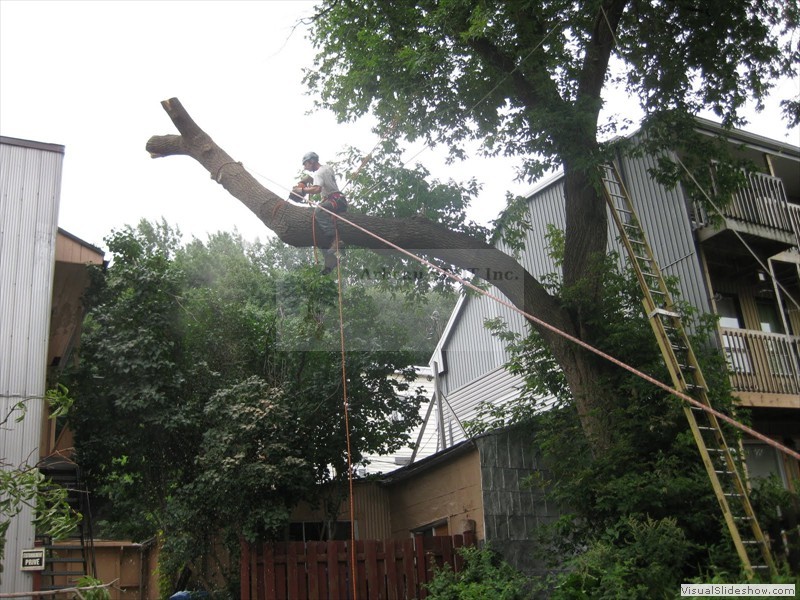 branche_sur_edifice05