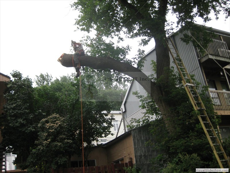 branche_sur_edifice06