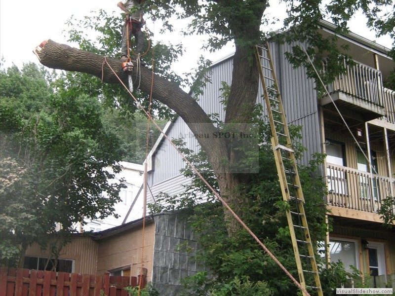 branche_sur_edifice07