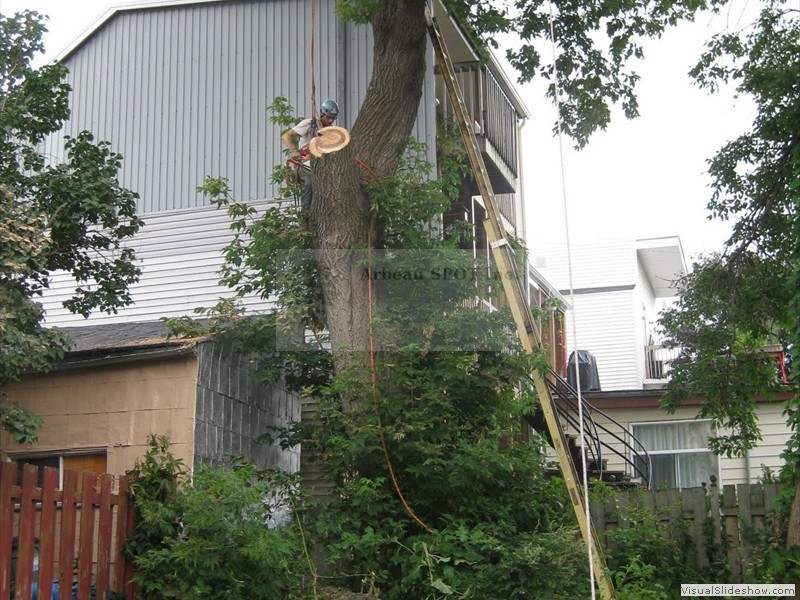 branche_sur_edifice08