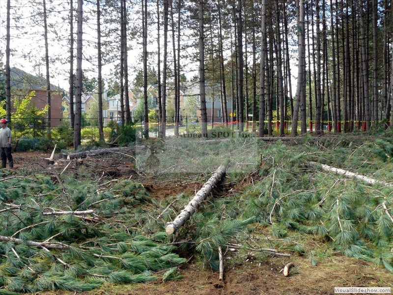 deboisement12