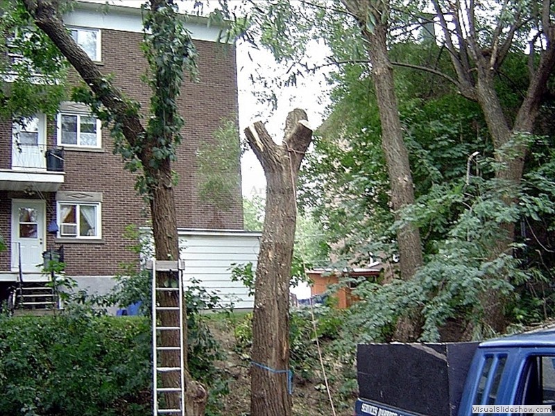 Read more about the article Saule en milieu urbain avec une branche cassée